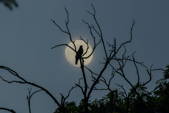 9 Strange Bird Calls at Night (And How to Identify Them)