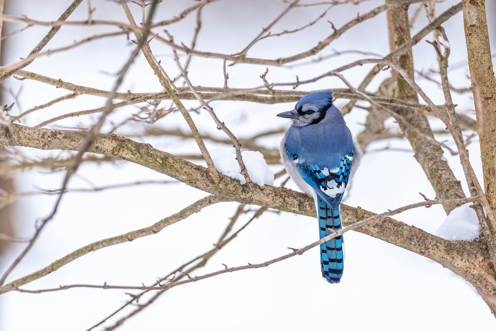 A Blue Jay on a tree branch