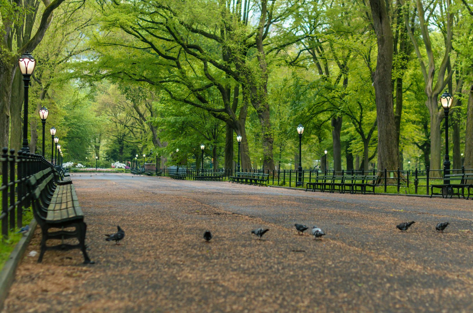 Birds on a walking path at a city park