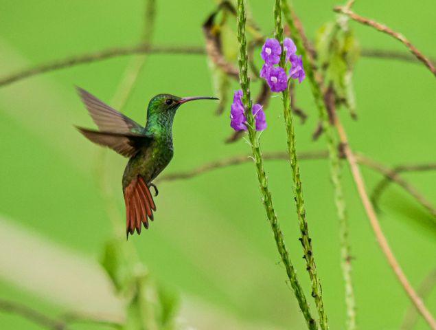 Rhode Island Hummingbird Migration: 9 Plants to Attract Them