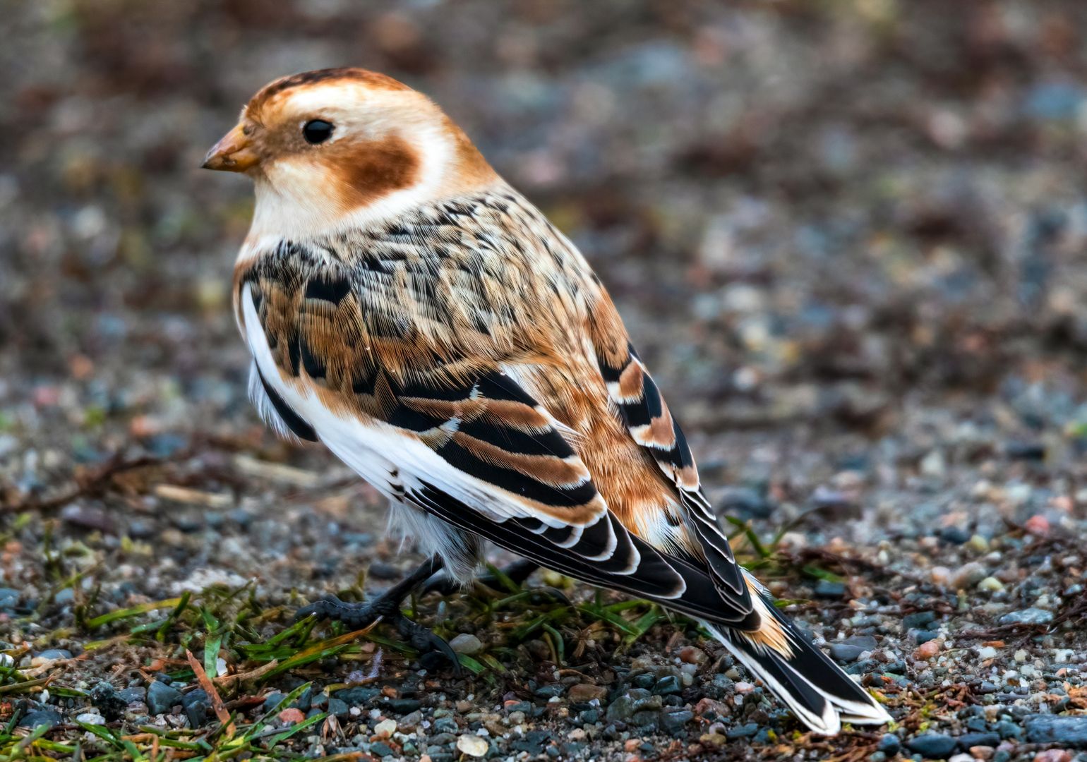 A Snow Bunting on the ground