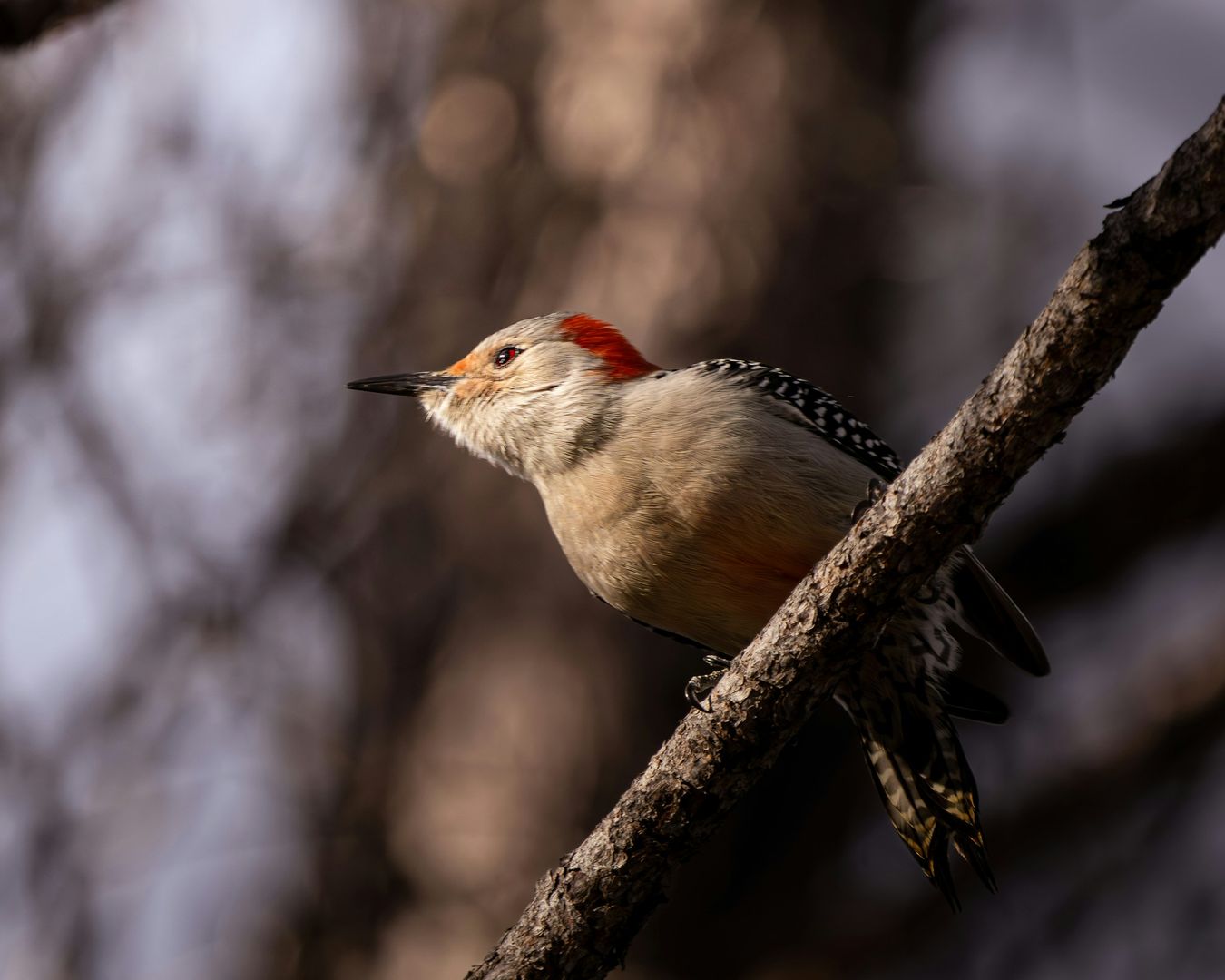 Red-bellied Woodpecker