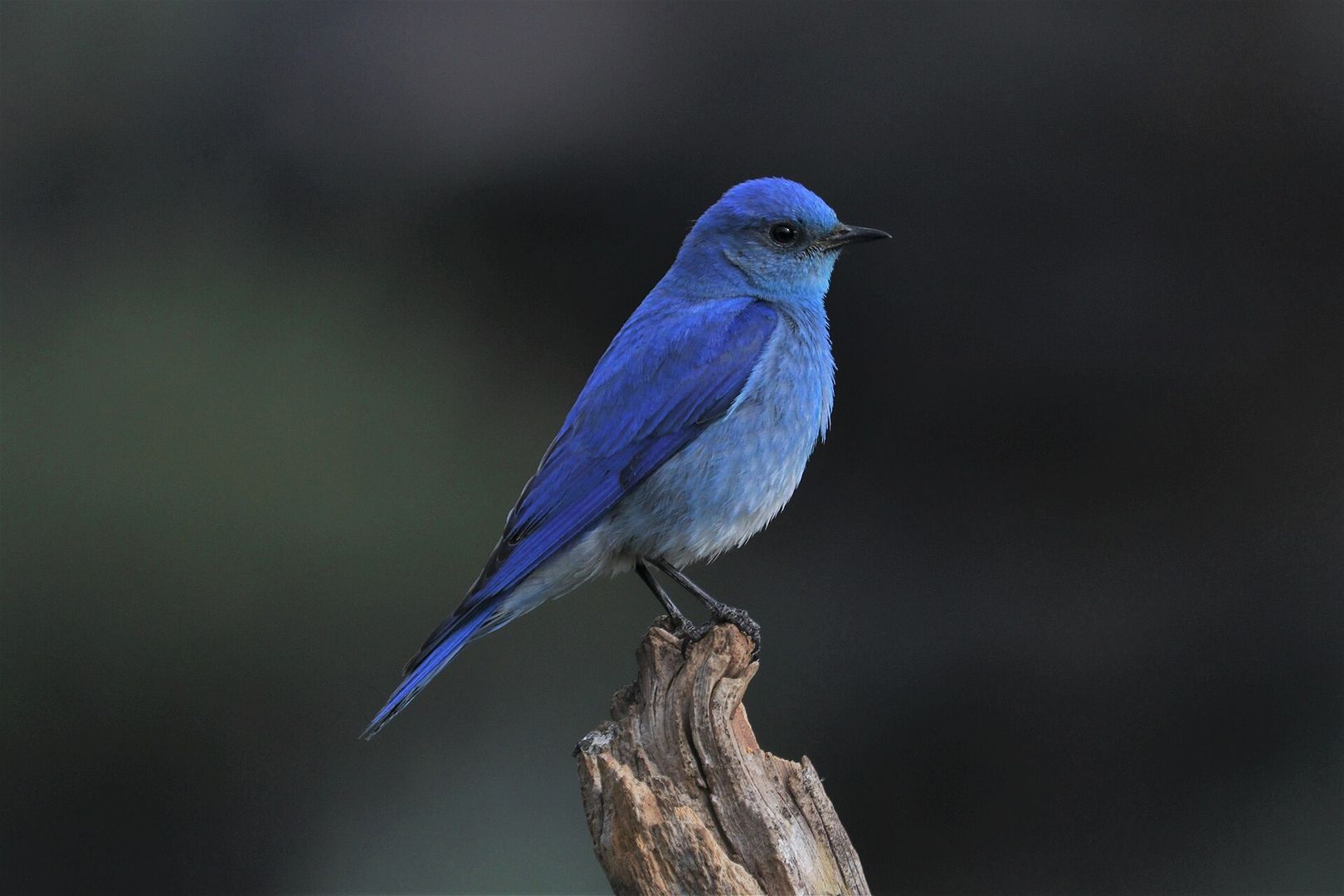 mountain bluebird