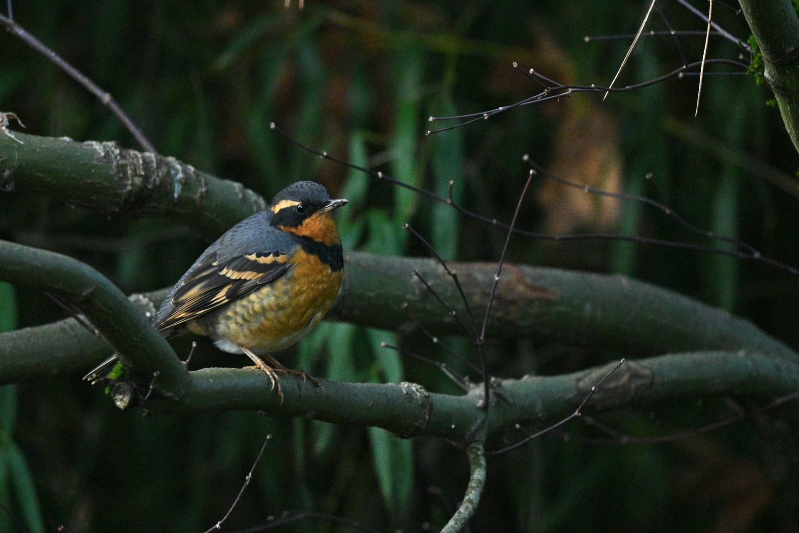 Varied Thrush