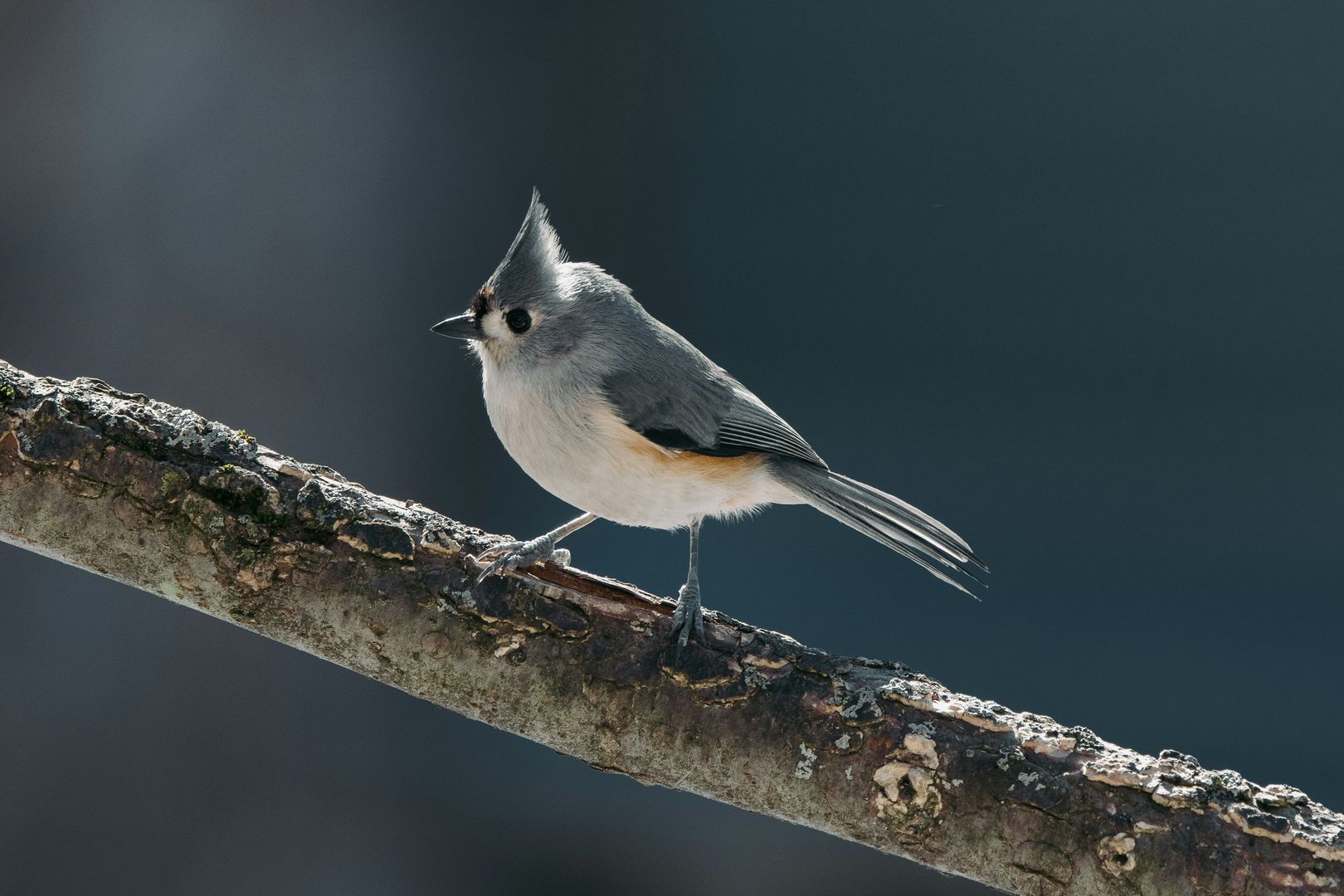A Tufted Titmouse on a branch