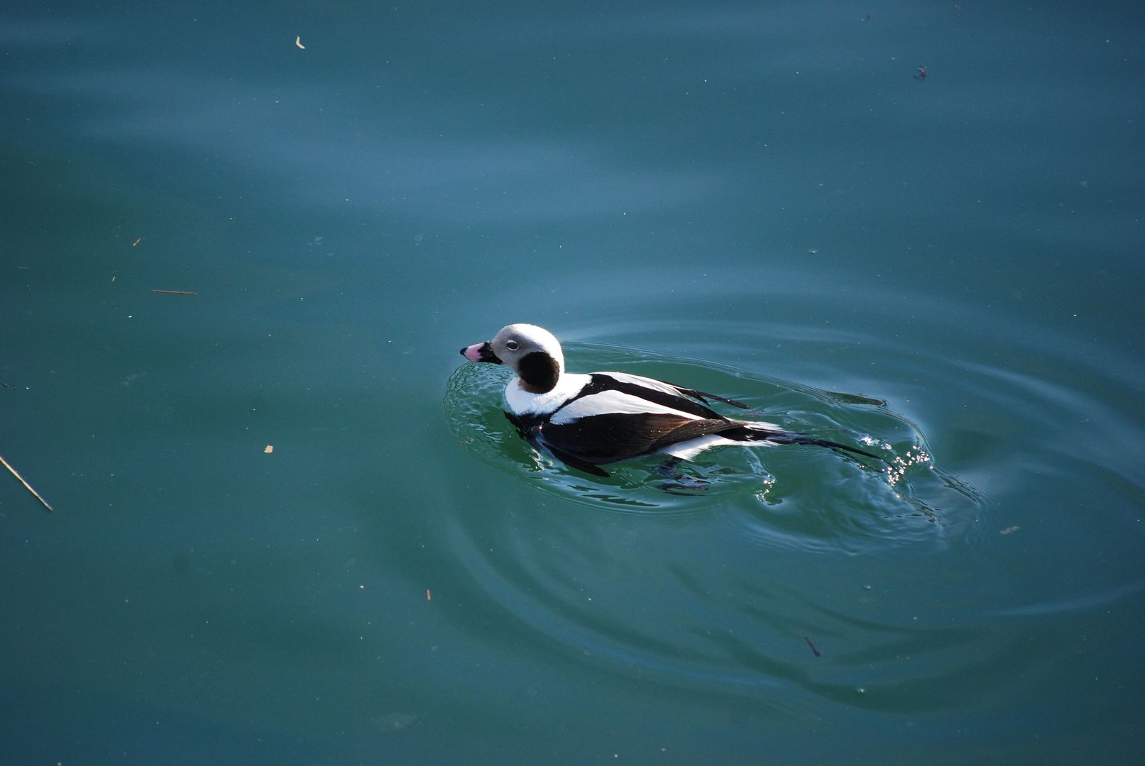A Long-tailed Duck swimming in water