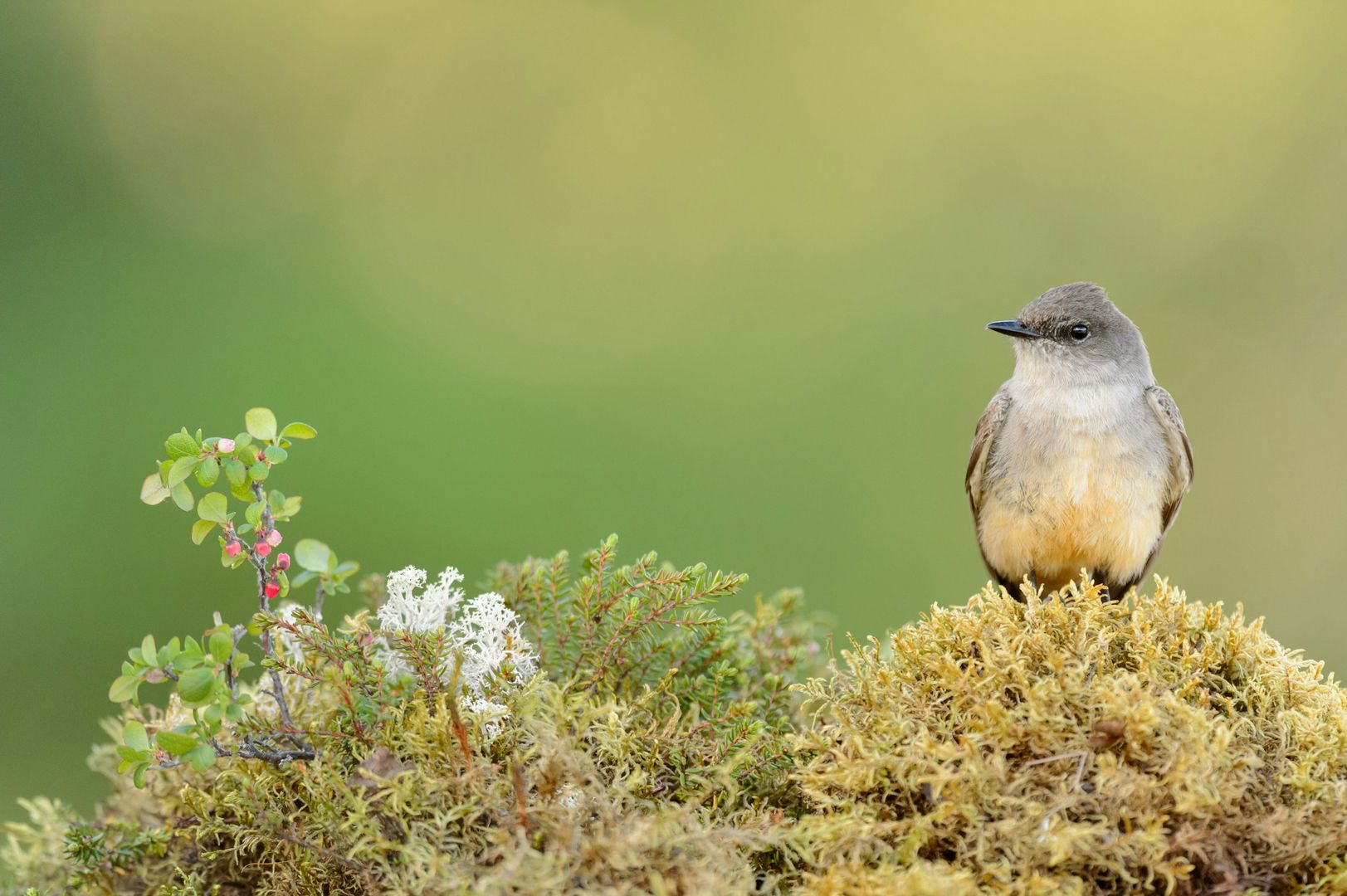 Say's Phoebe
