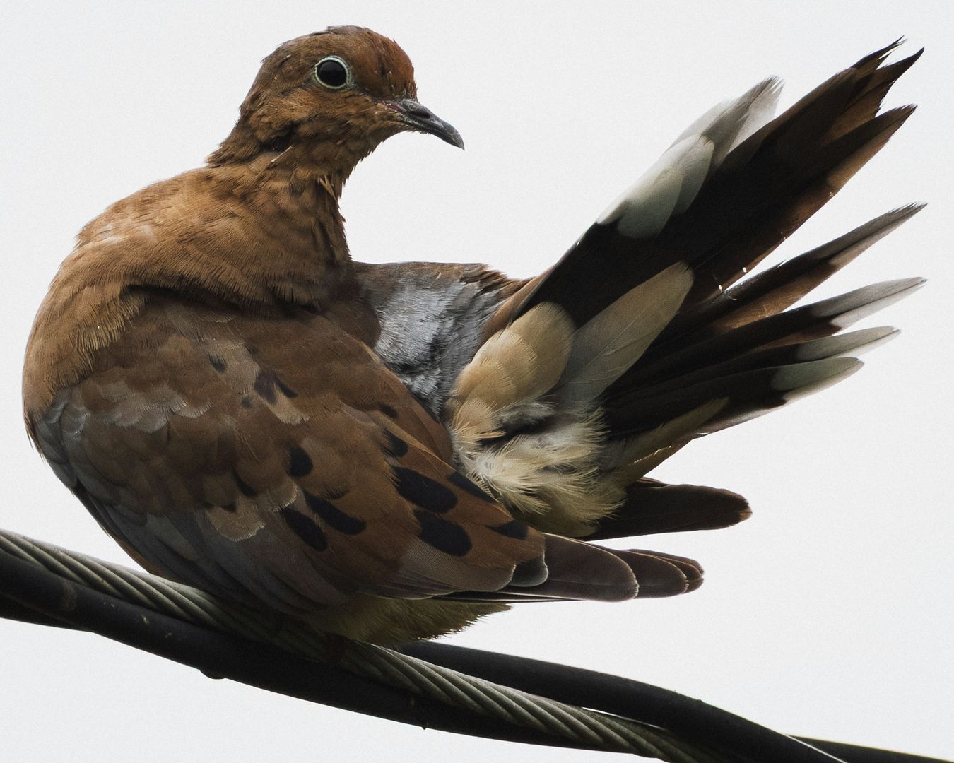 Mourning Dove