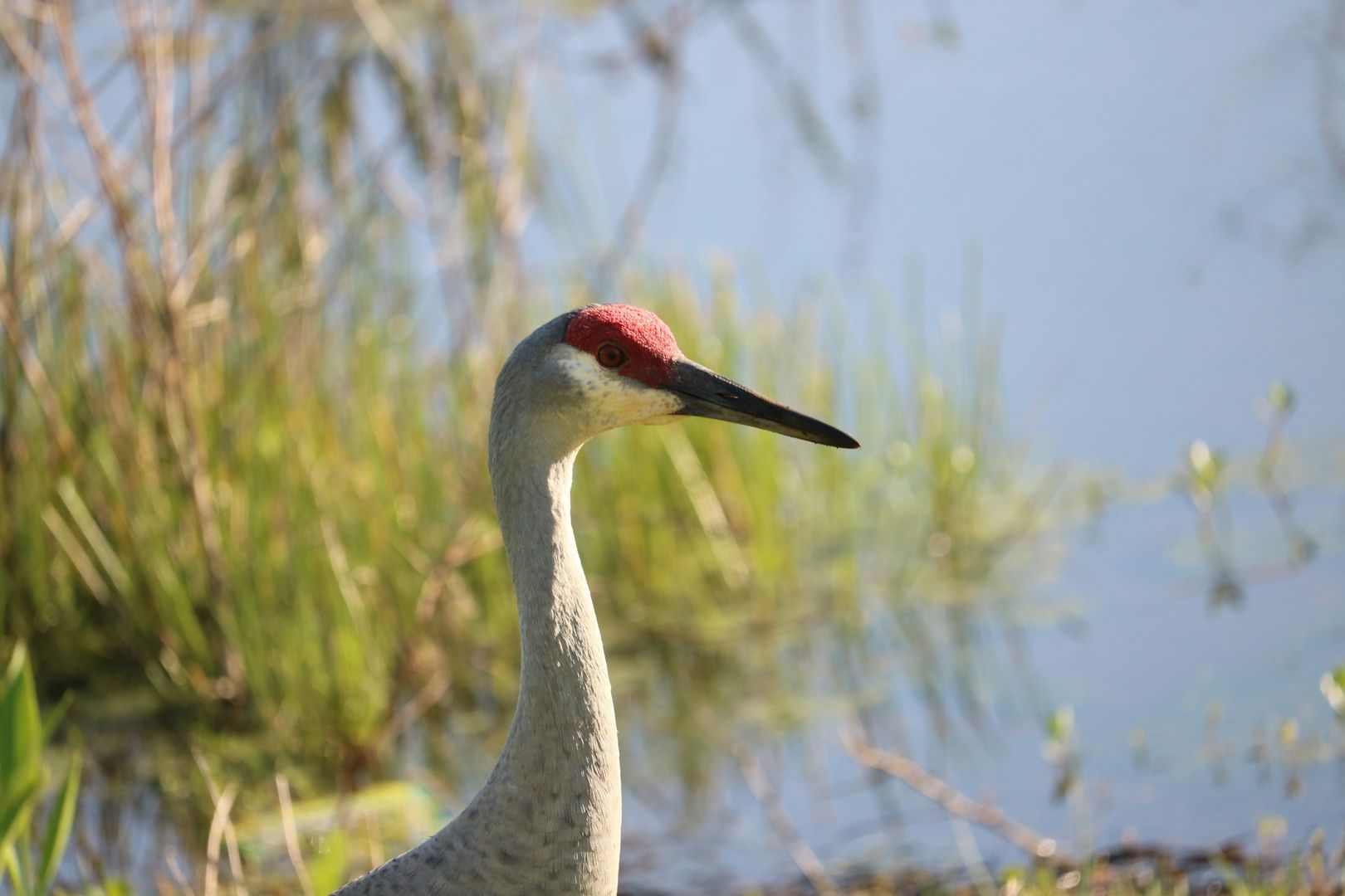Sandhill Crane