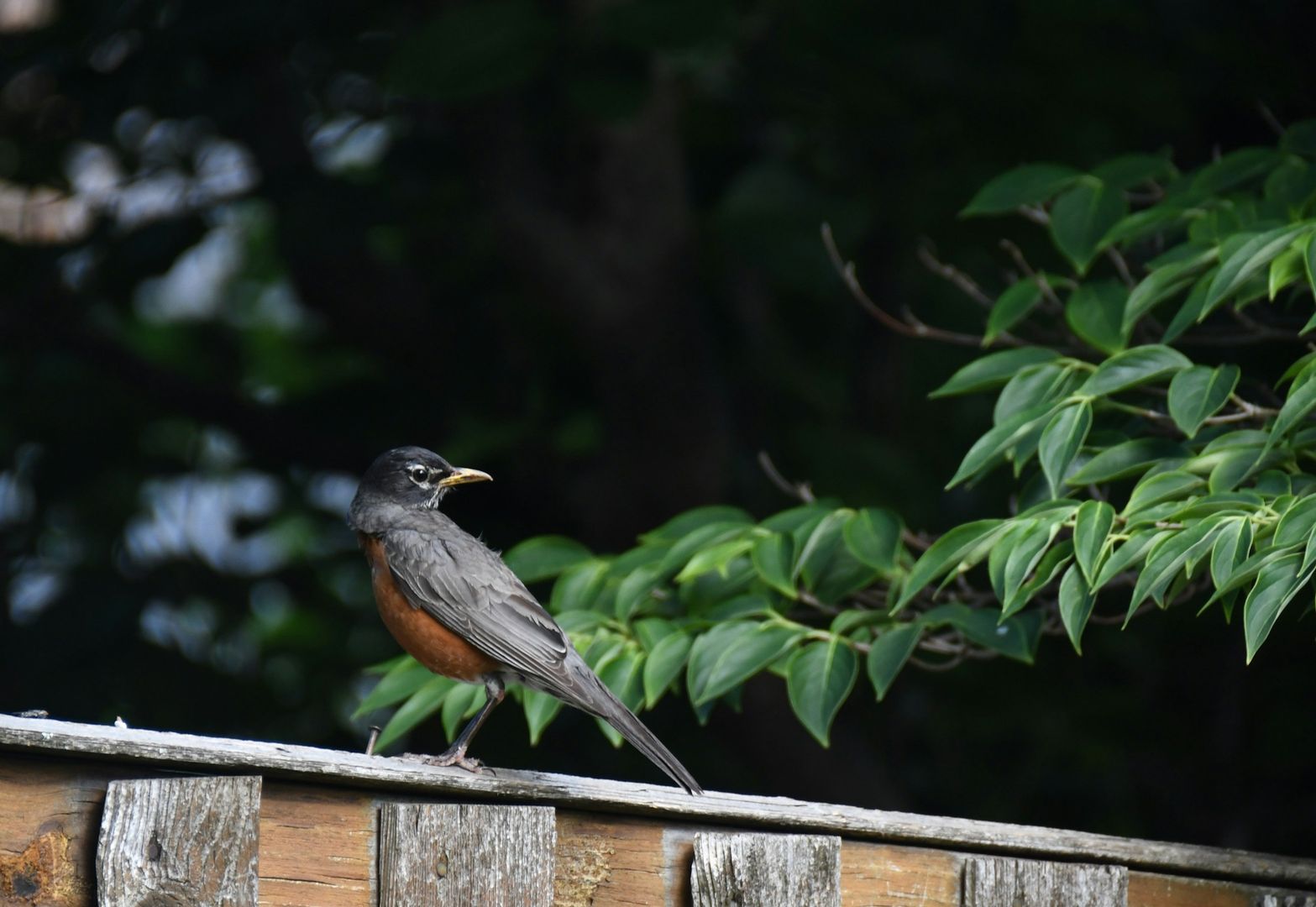 American Robin