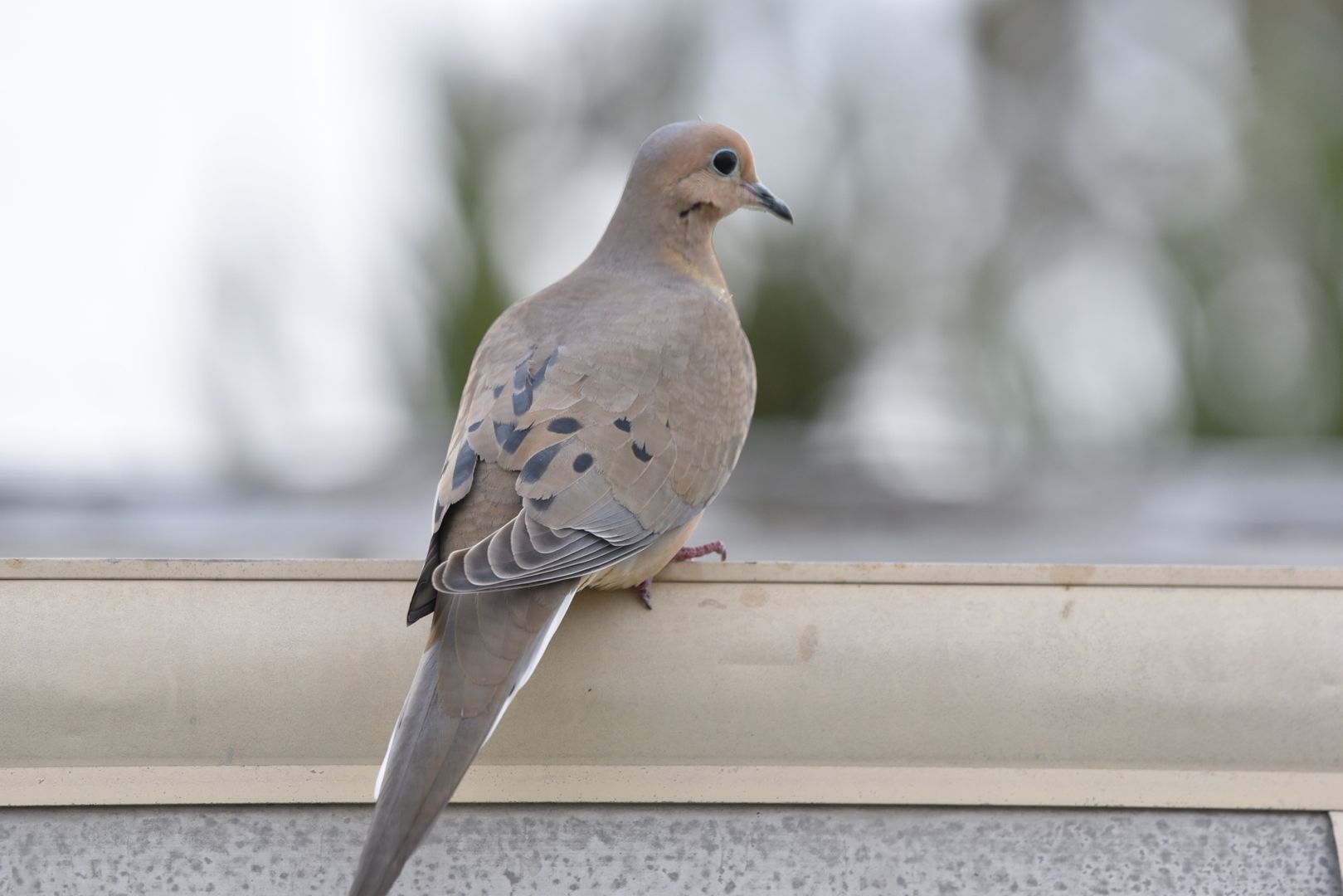 Mourning Dove