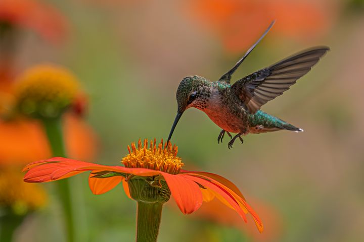 Vermont Hummingbird Migration: 8 Plants to Attract Them