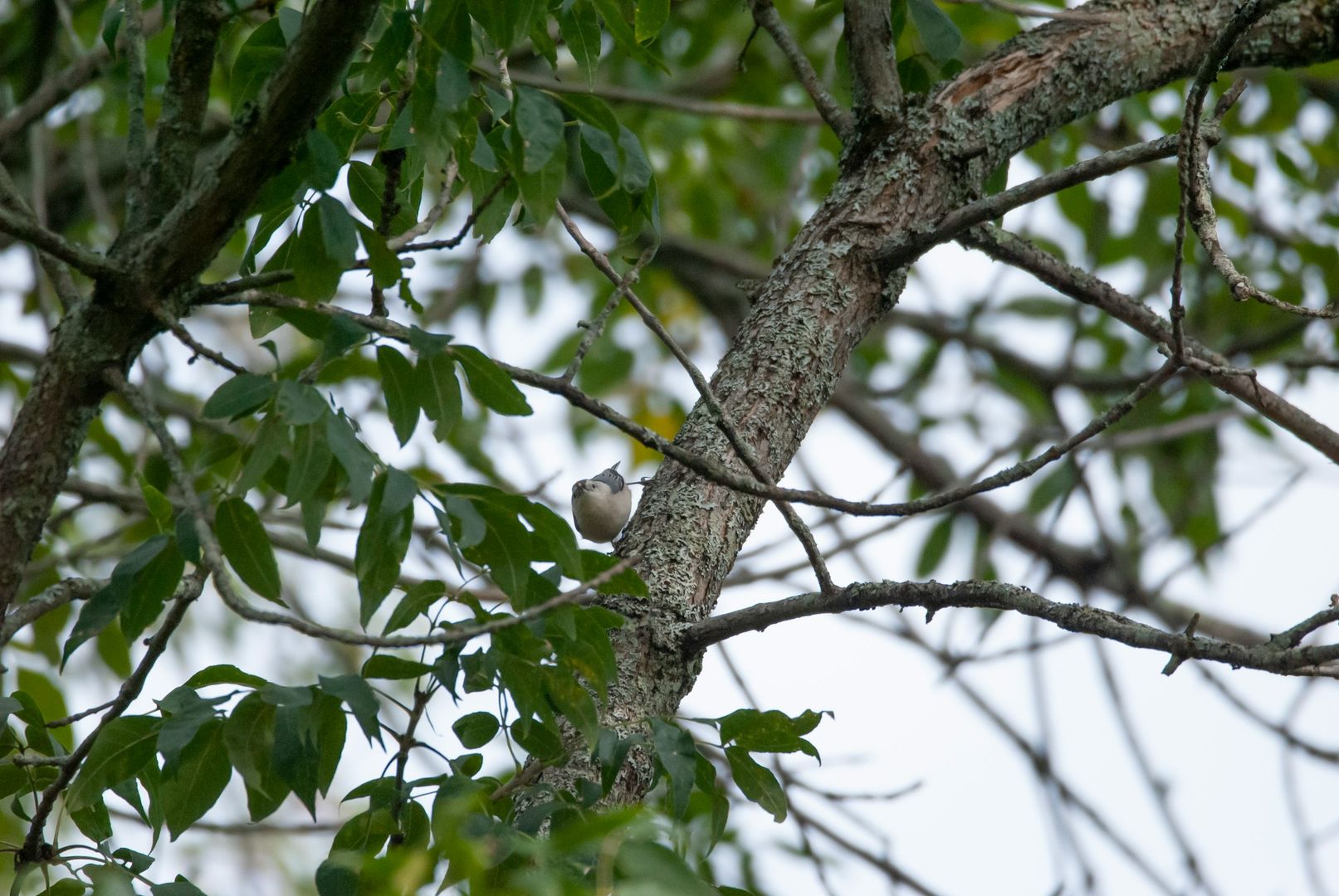 White-breasted Nuthatch