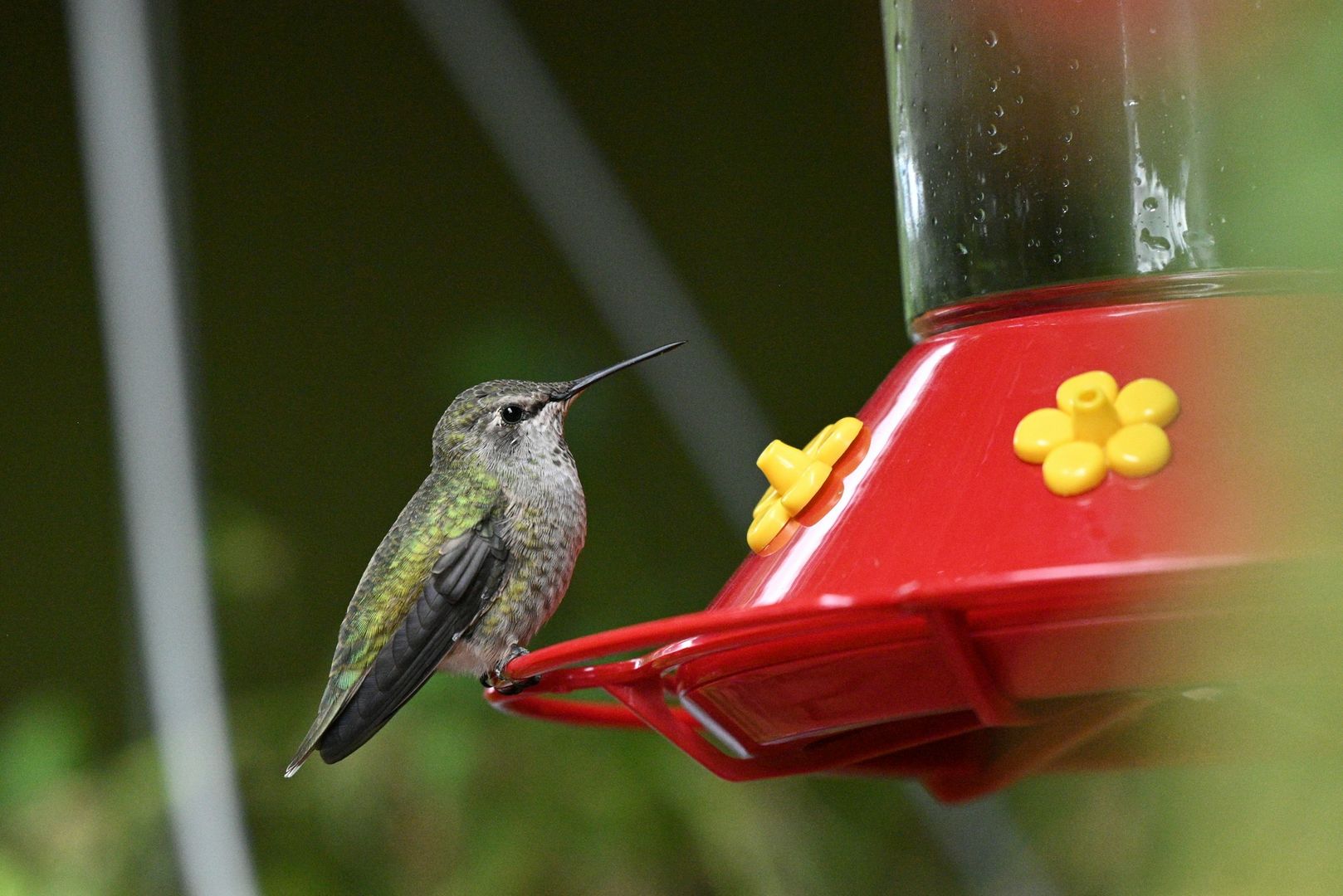 Anna's Hummingbird
