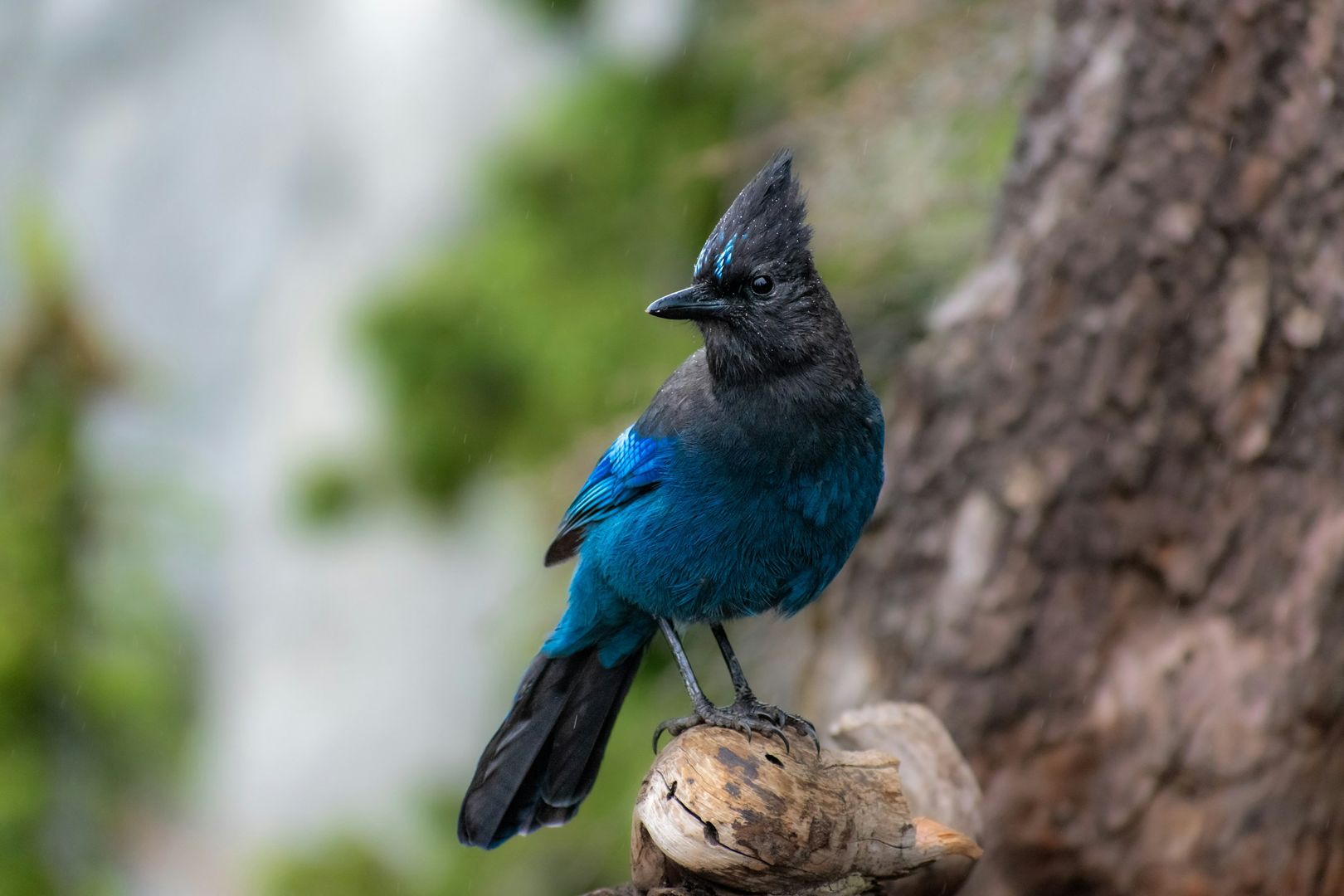 Steller's Jay