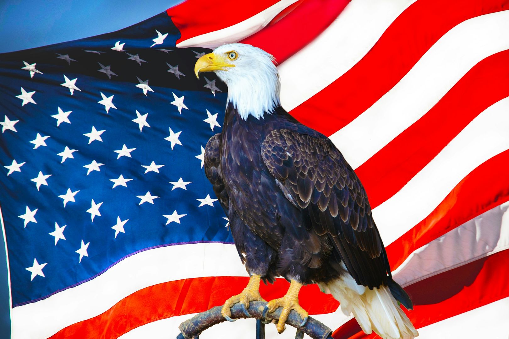 Bald Eagle