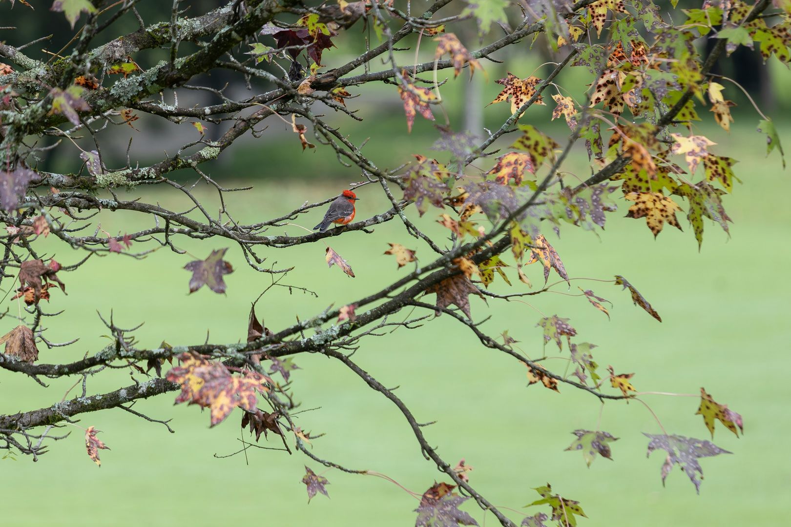 Vermilion Flycatcher