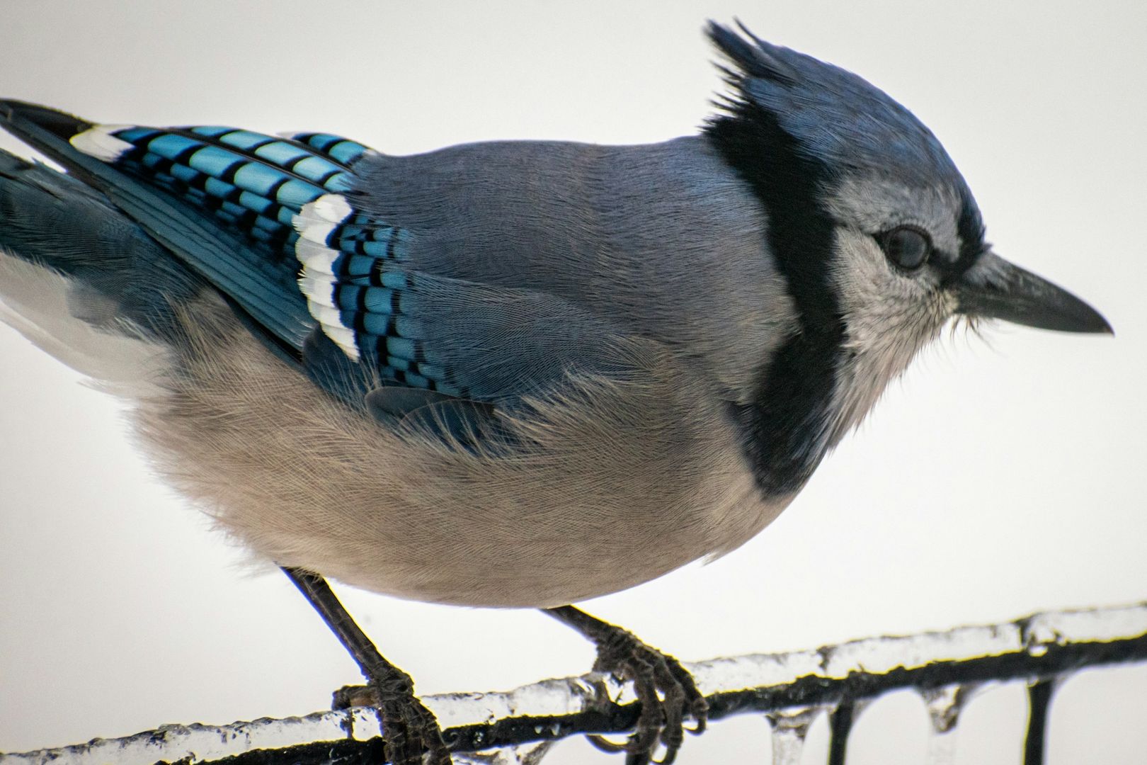 Blue Jay