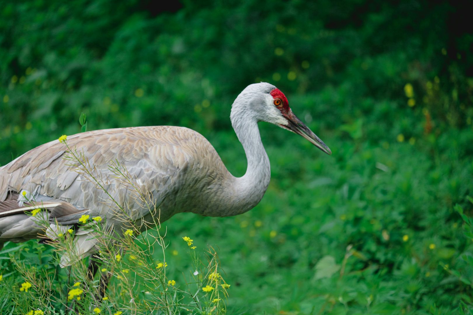 sandhill crane in grass
