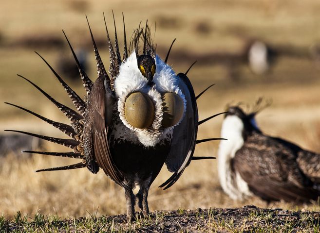Bird Watching Groups in Wyoming: The Complete Club Directory