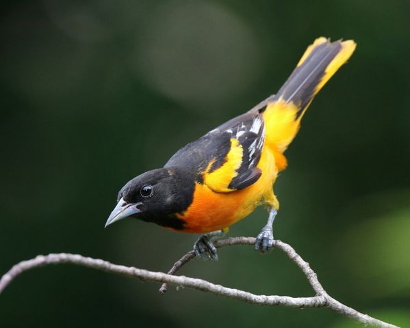 Bird Watching Groups in Iowa: The Complete Club Directory
