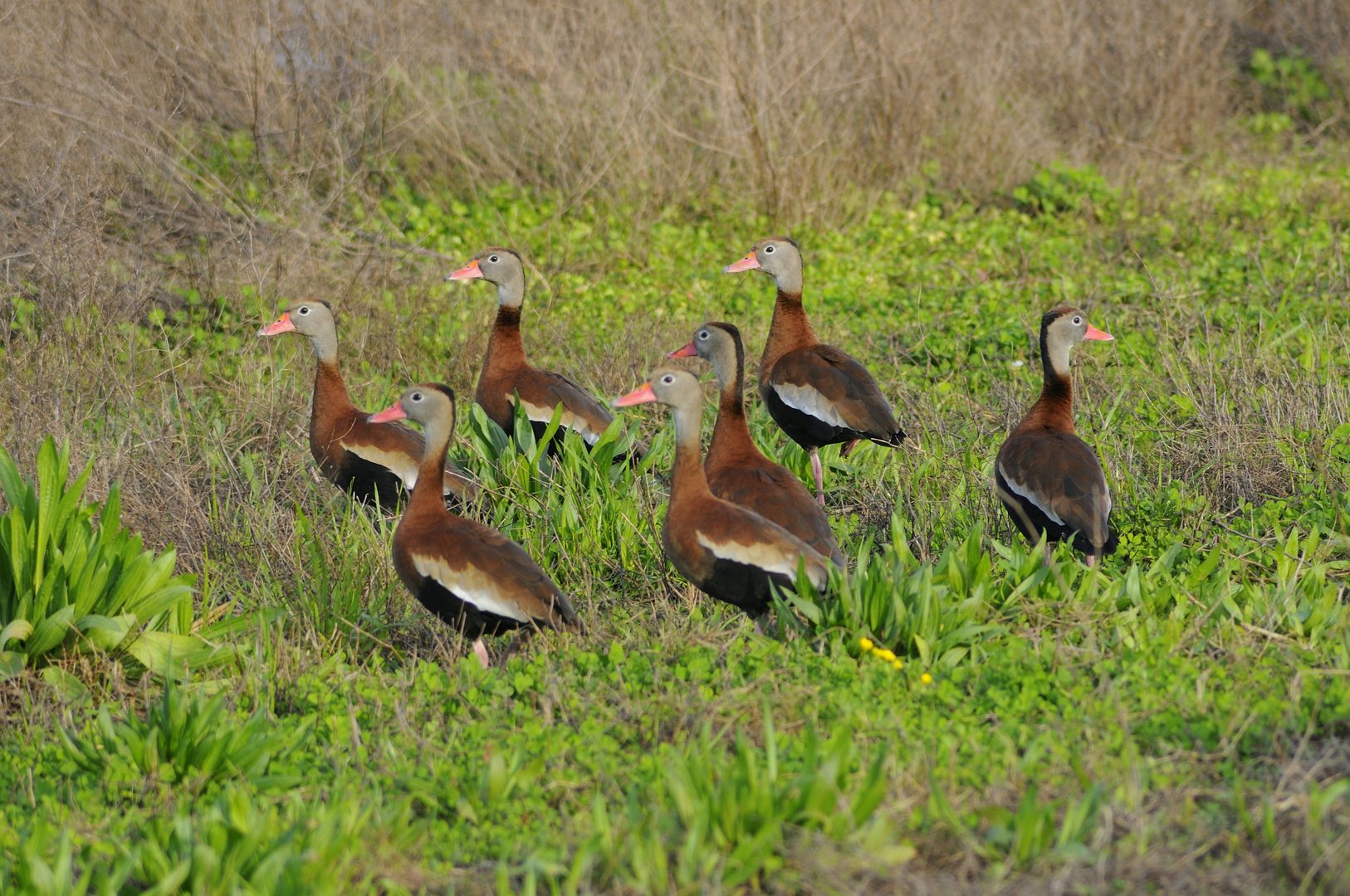 A group of Black-bellied Whistling-ducks