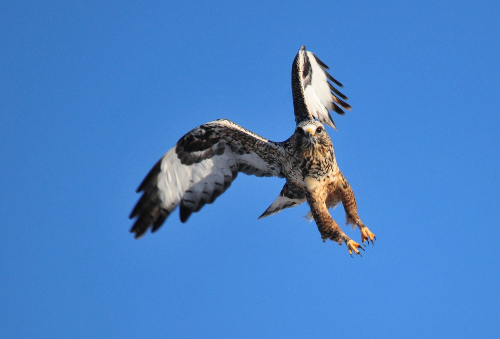 A Rough-legged Hawk in flight
