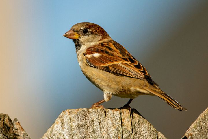 Do Sparrows Migrate? It Depends on the Sparrow