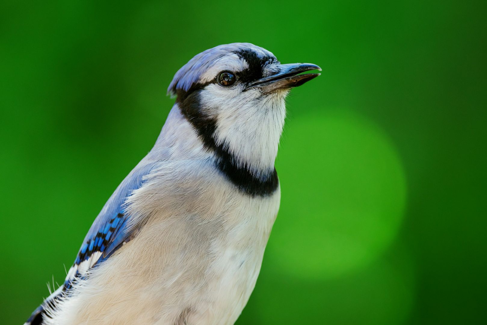 Blue Jay