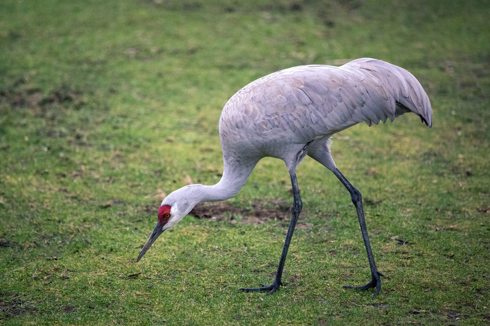 sandhill crane in grass