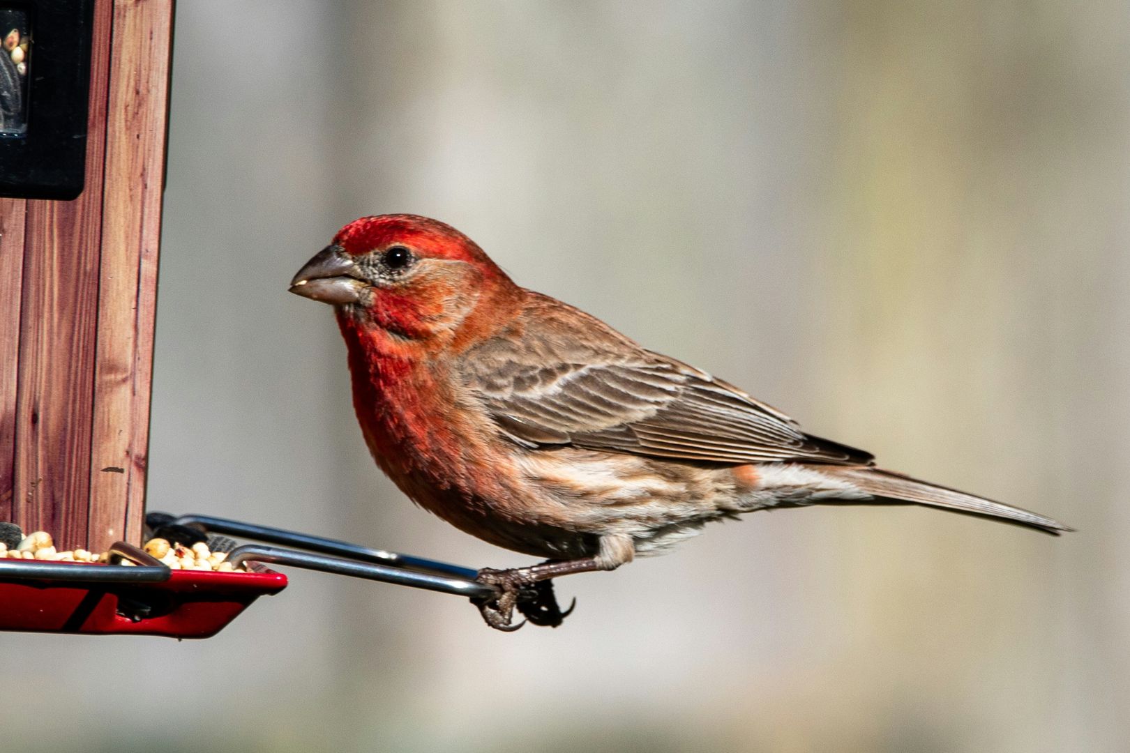 house finch