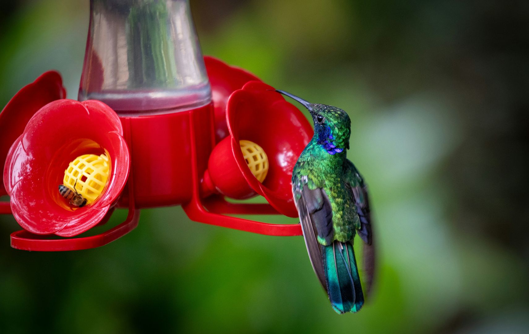4 Features Every Hummingbird Feeder Needs