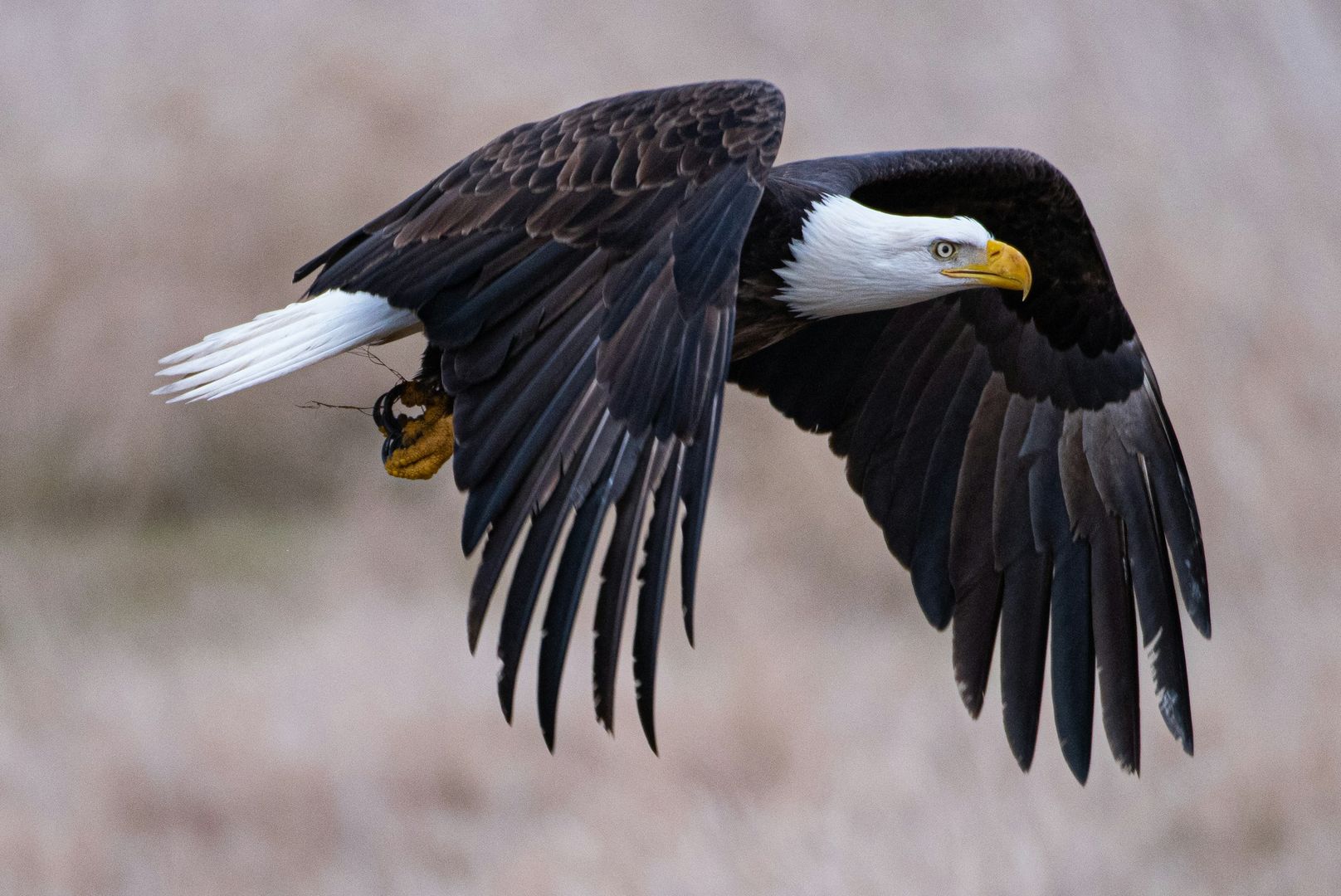 bald eagle