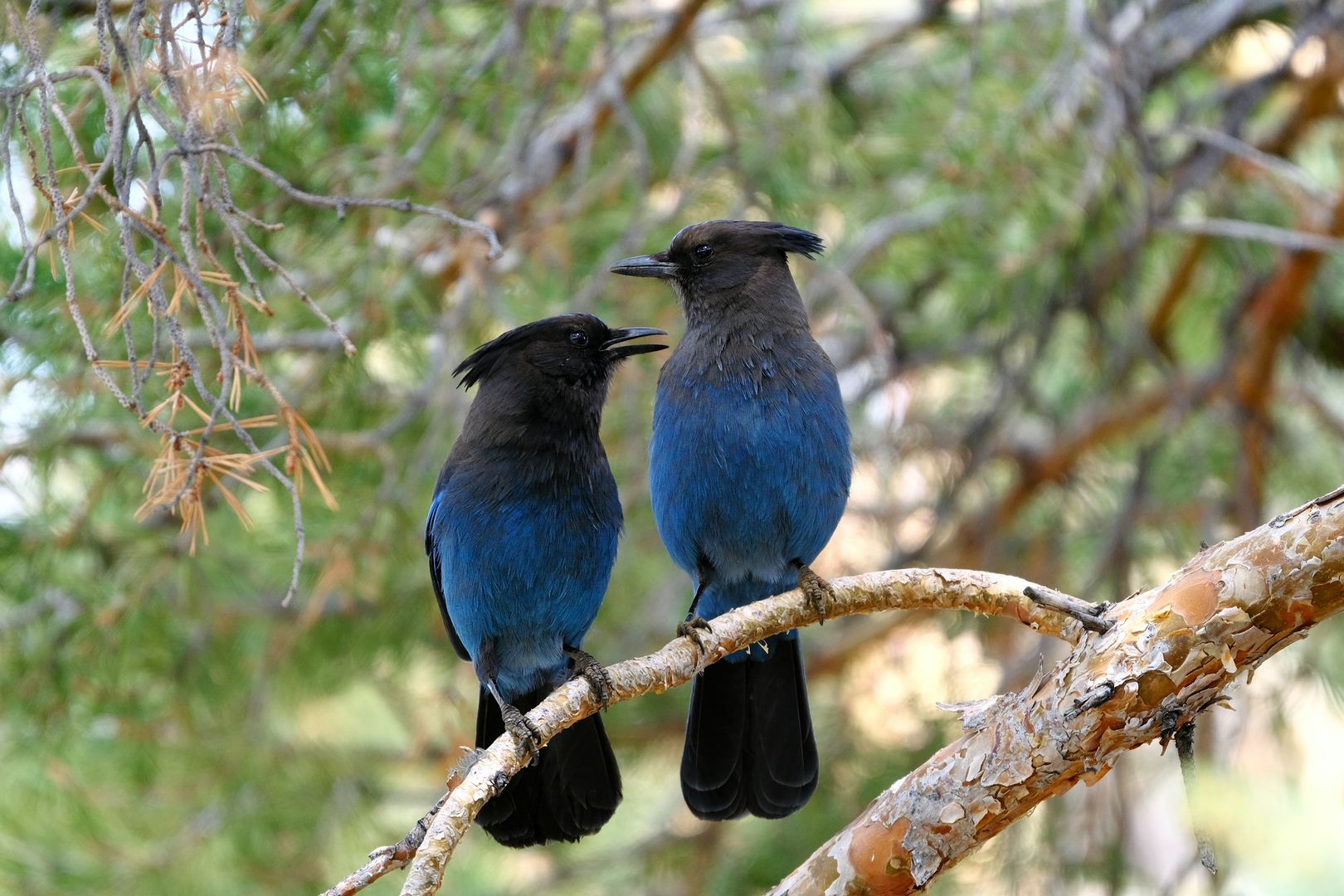 Steller's Jay