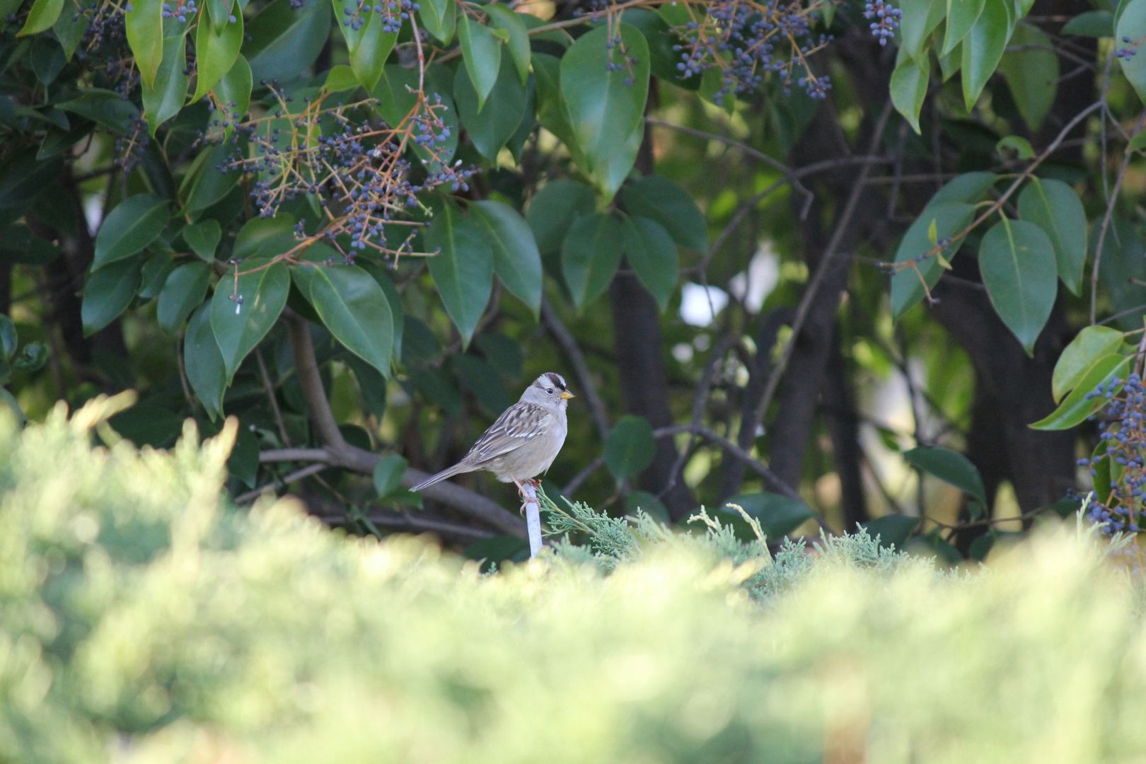 White-crowned Sparrow