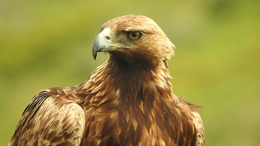 Bird Watching Groups in Oklahoma: The Complete Club Directory