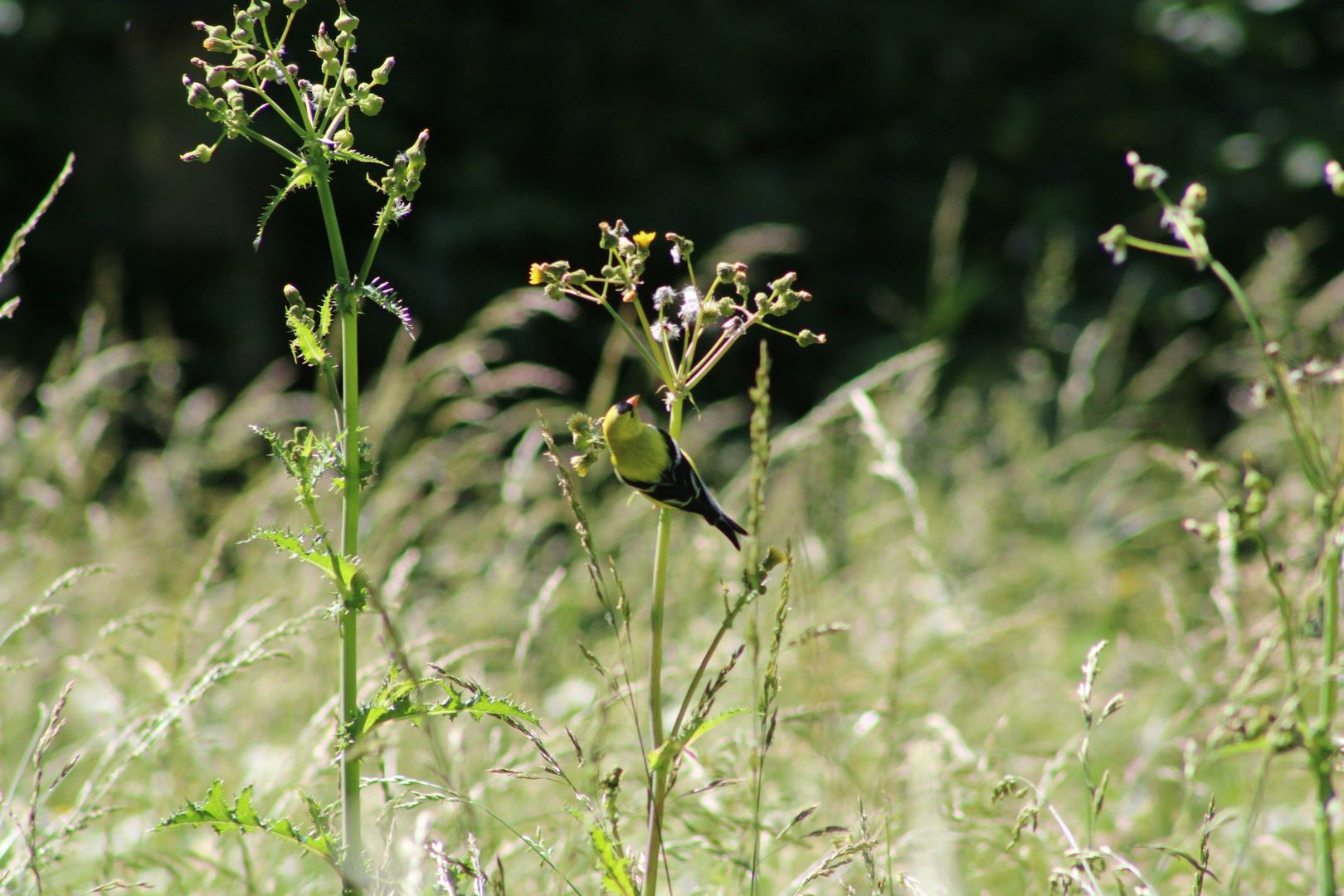 American Goldfinch