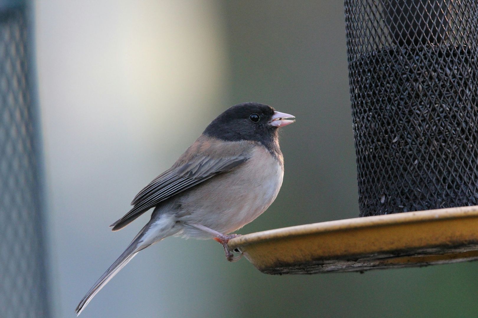 Dark-eyed Junco