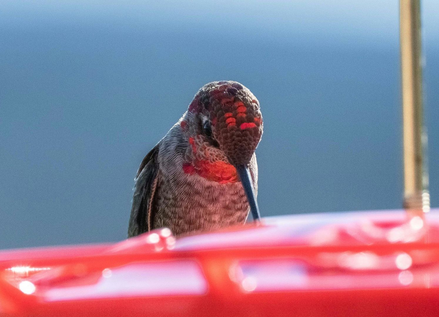 A hummingbird drinking from a hummingbird feeder