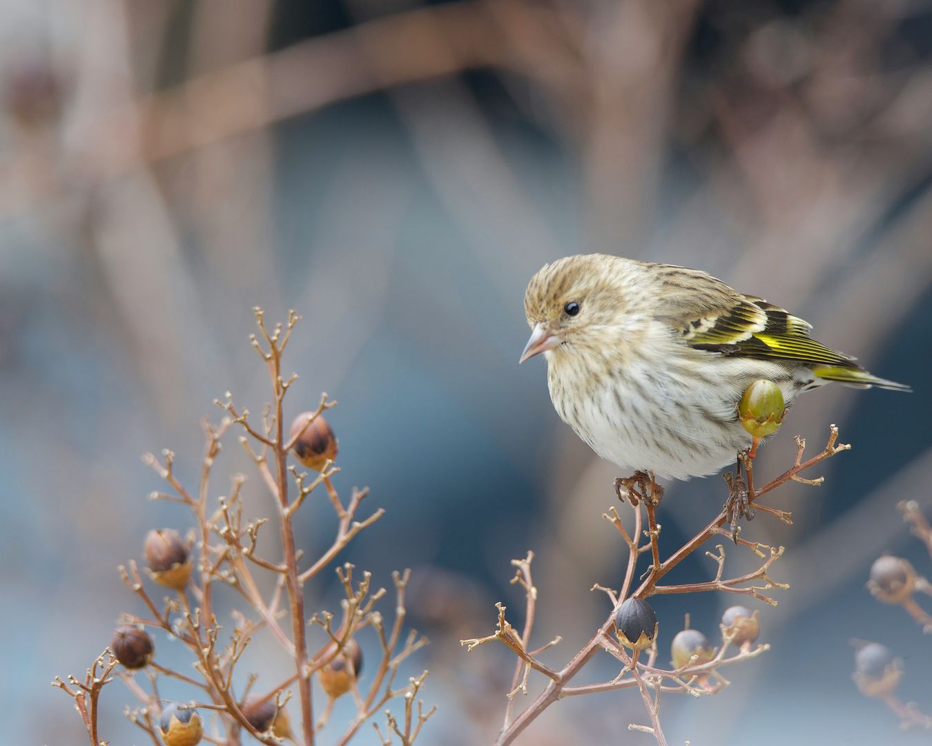A Pine Siskin