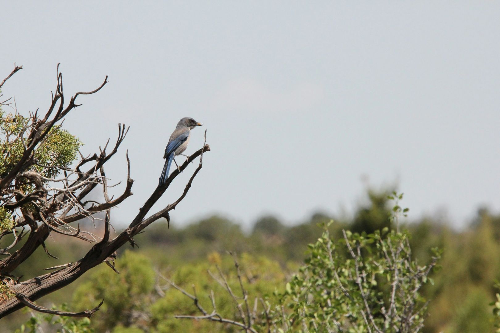 Woodhouse's Scrub-Jay