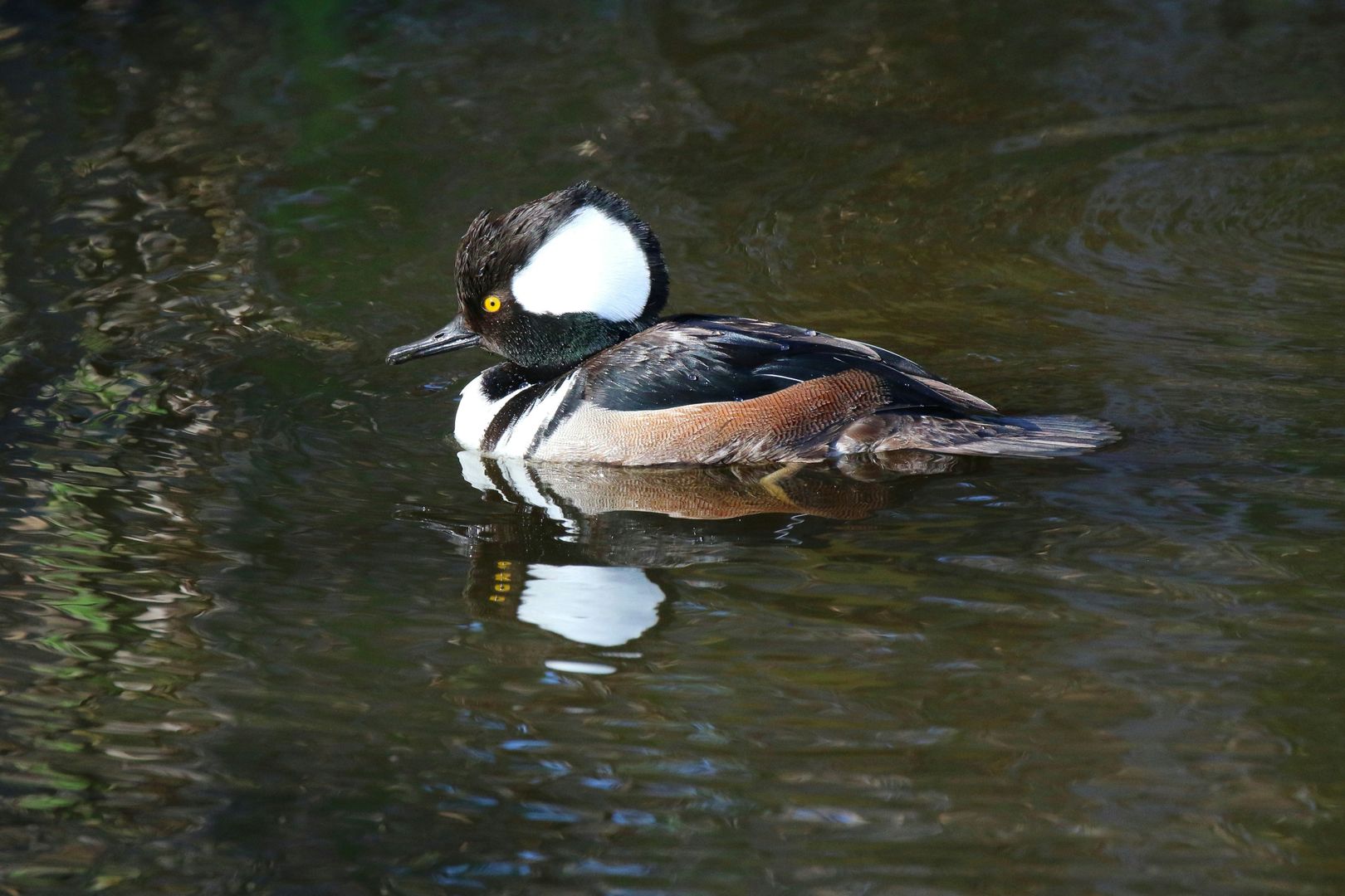 A Hooded Merganser swimming