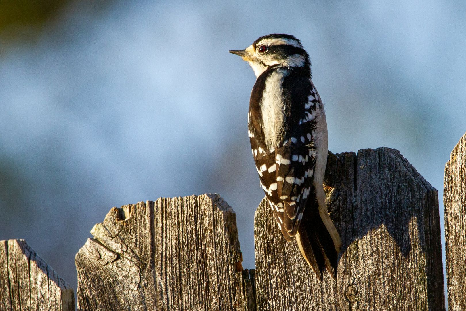 Downy Woodpecker