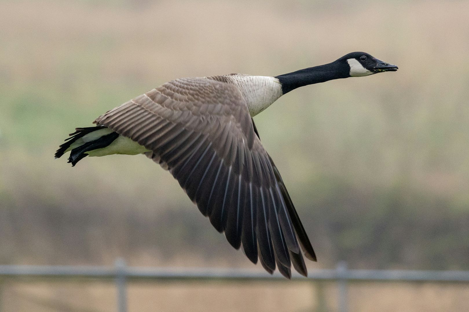 Geese Migration: When Geese Fly South and Where They Go in Winter