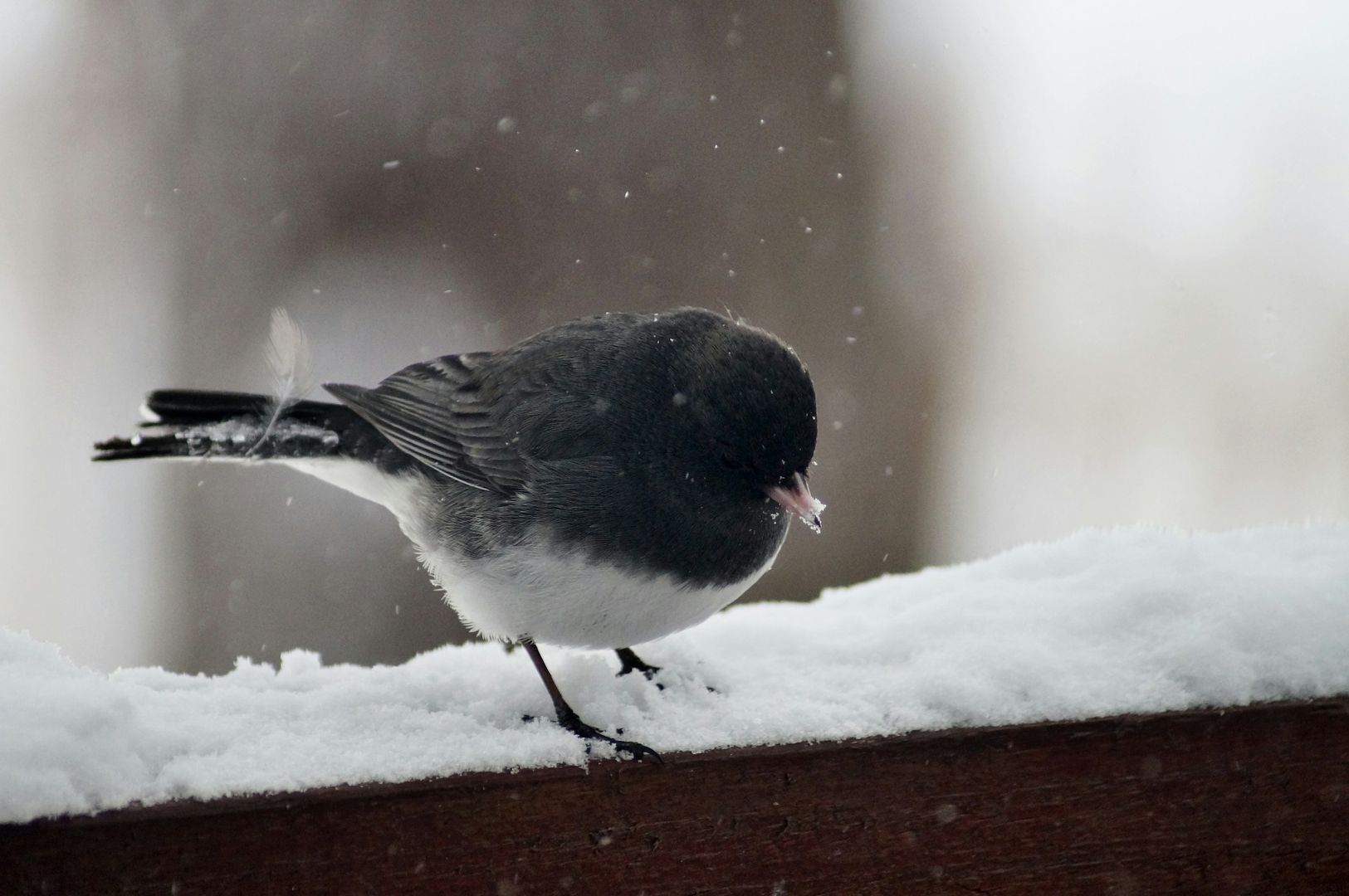 Dark-eyed Junco