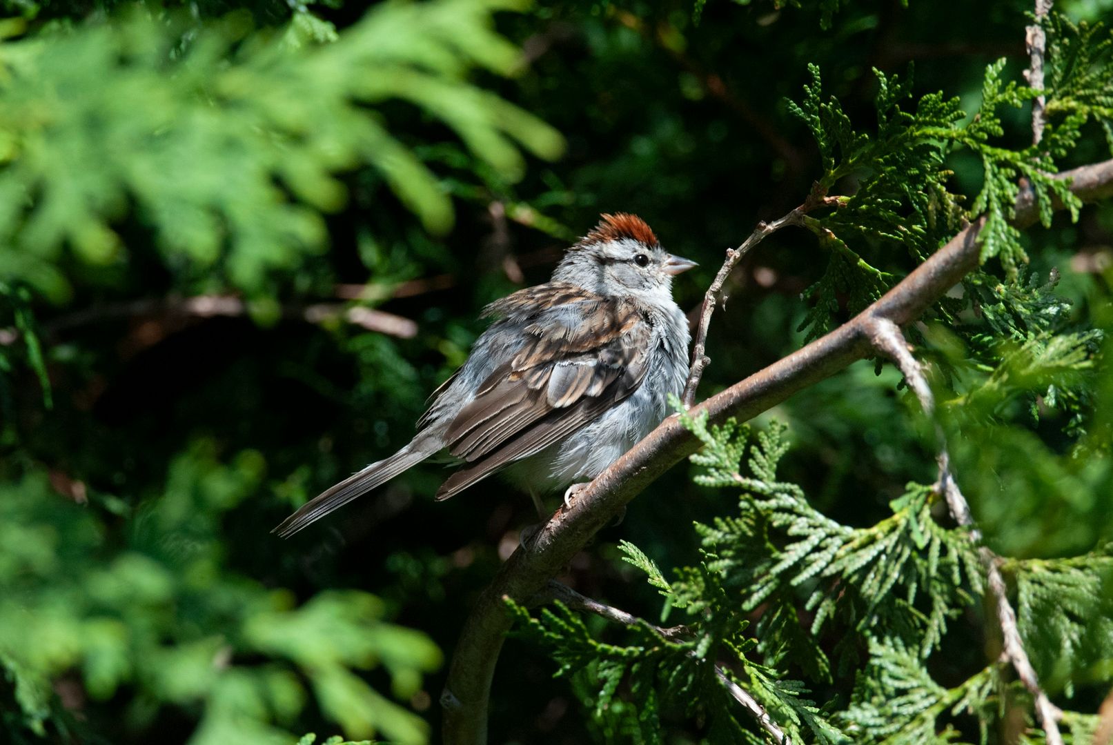 Chipping Sparrow