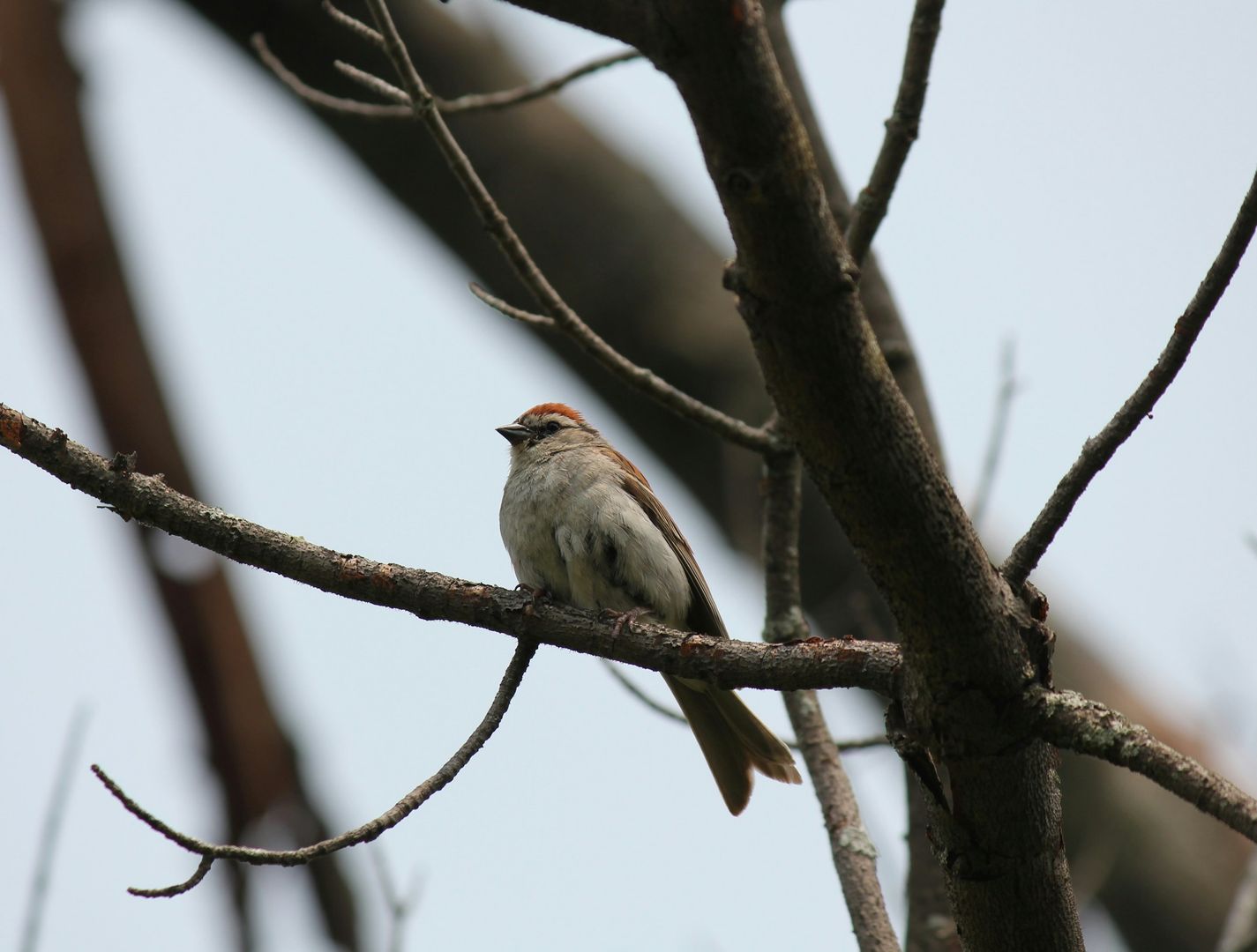 Chipping Sparrow