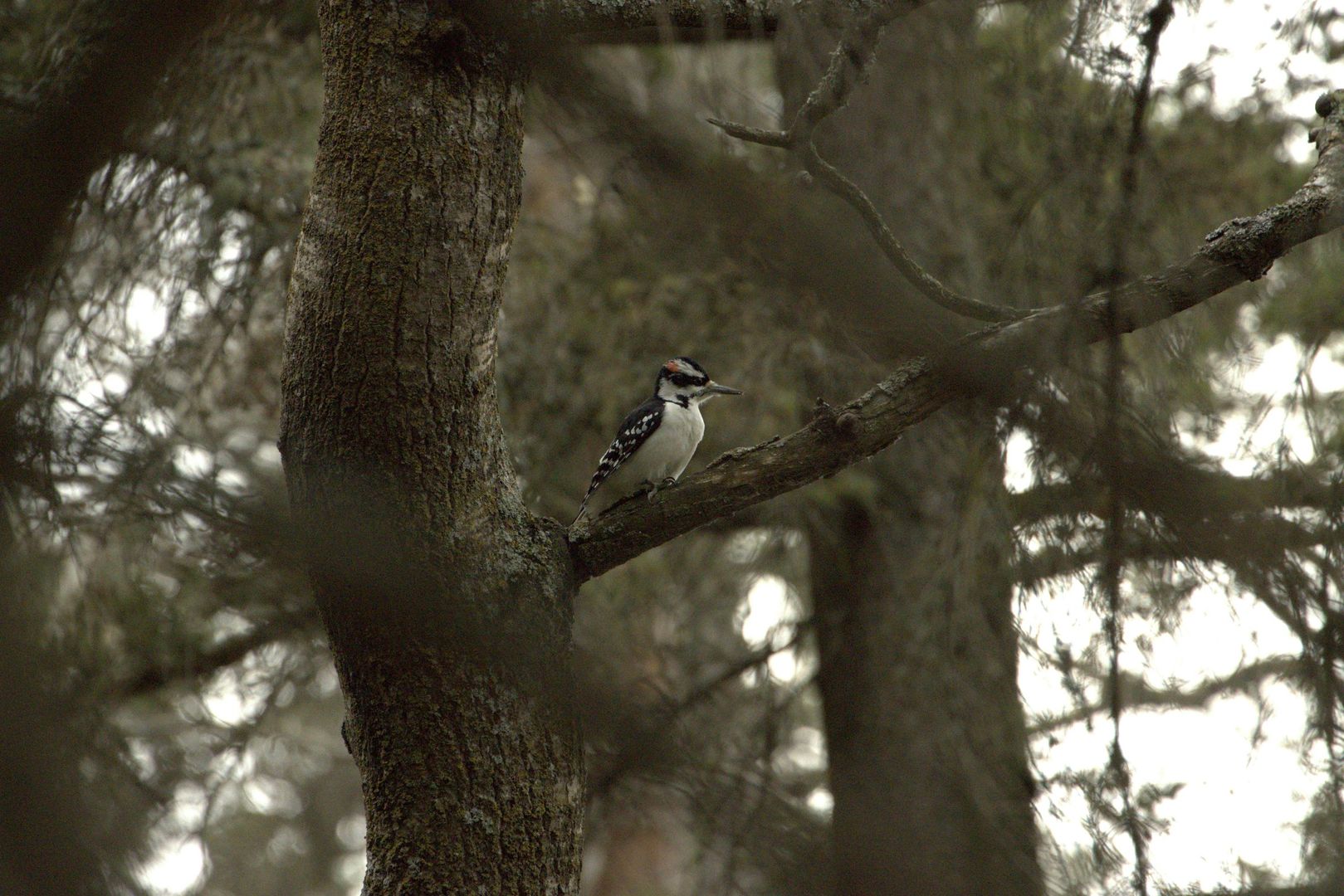 Downy Woodpecker