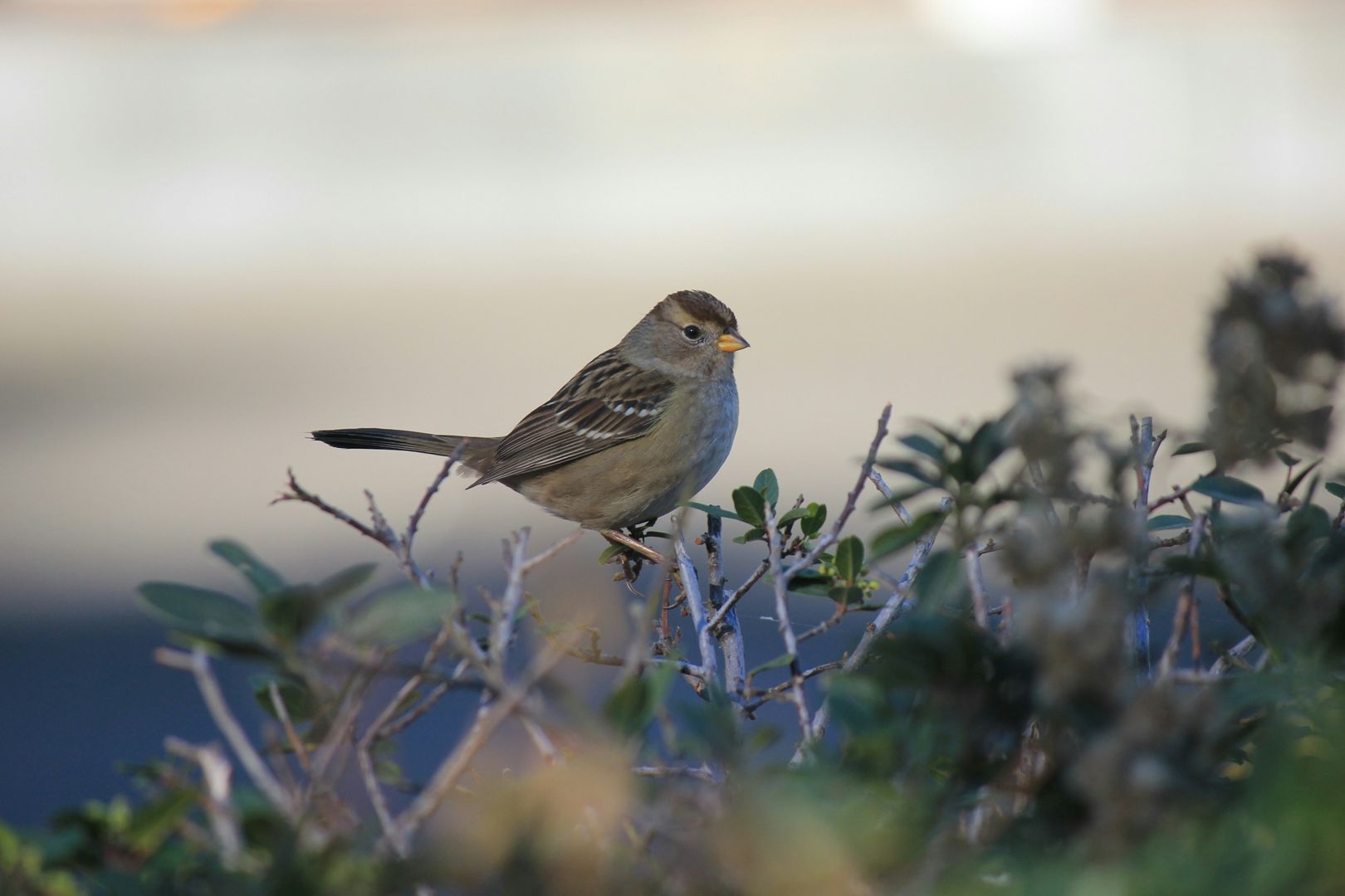White-crowned Sparrow