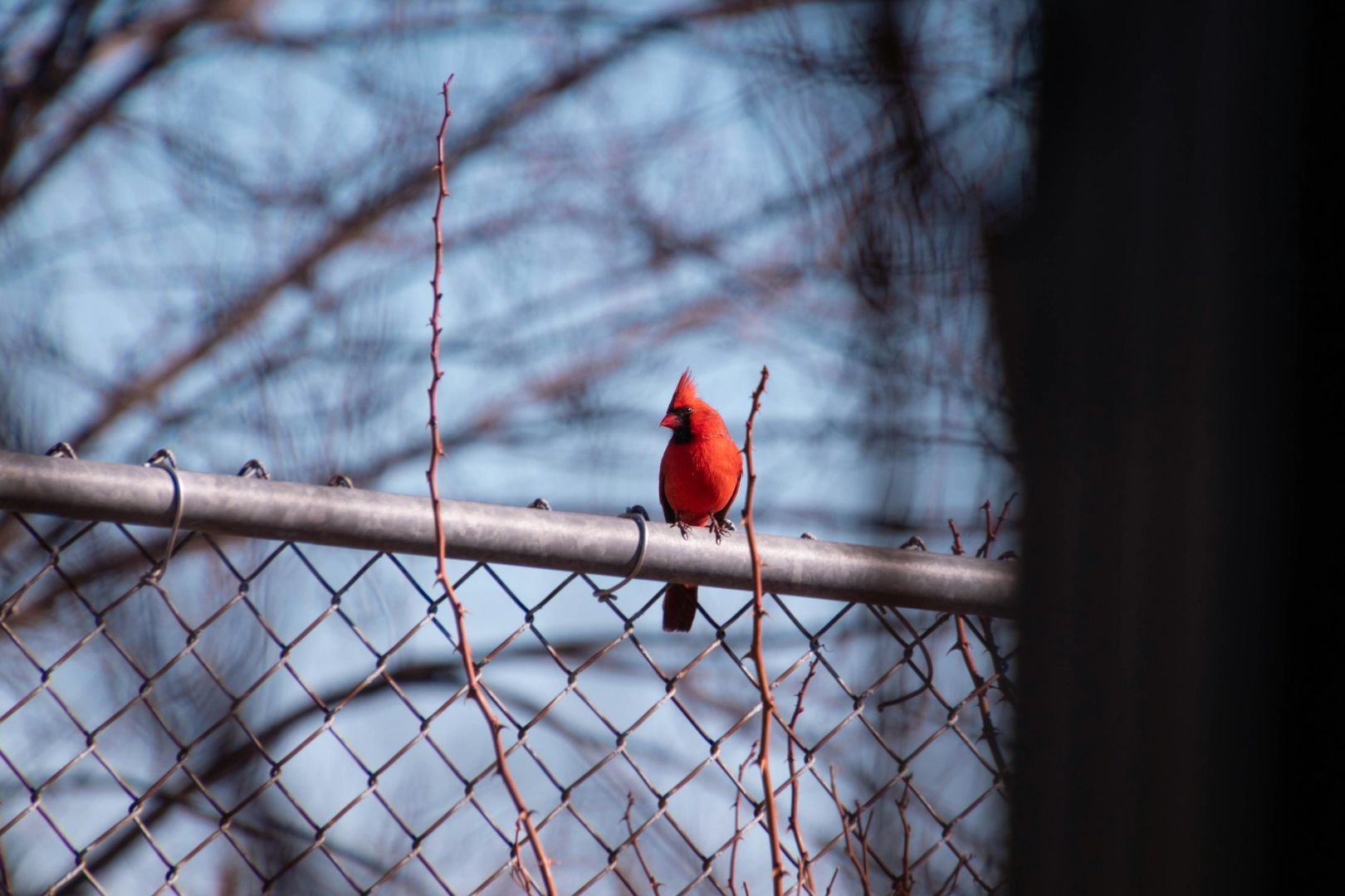 Northern Cardinal